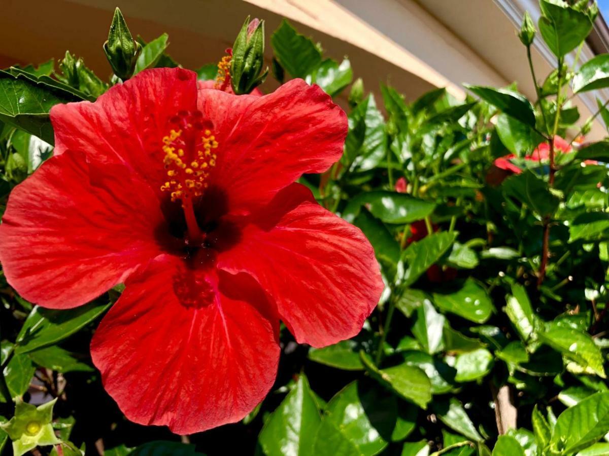 Апартаменты Casa Dolce Hibiscus Ольбия Экстерьер фото